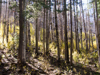 Pine forest, Flagstaff, Arizona