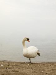 swan
