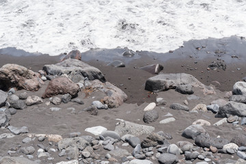 Obraz premium Schwarzer Lava Sand am Strand