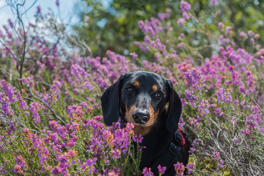 Portrait of miniature dachshund in purple heather