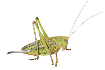 Fototapeta premium Doe of grasshopper 5