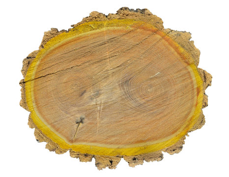 Cut of cork tree 12