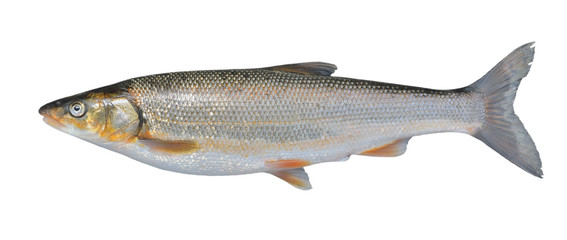 Fish (Leuciscus brandti) 10