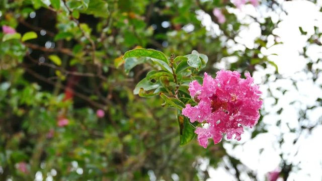 Beautiful blossom Crape Myrtle flower.