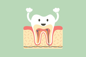 healthy tooth anatomy is fun