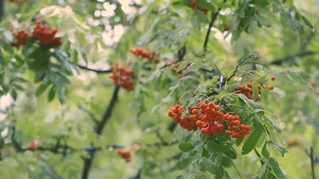 Scarlet clusters of a ripe mountain ash on branches in the rain