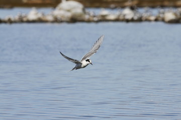 Arctic tern (Sterna Paradisaea) flying over water with wings outstretched