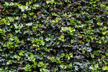 Green ivy wall texture