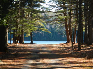 road, dirt, lake, trees, path, trail, forest, pine, pine trees, woods, Corinth, timbers,