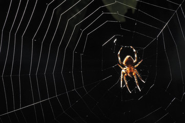 Spider and web