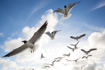Seagulls at Galveston Texas