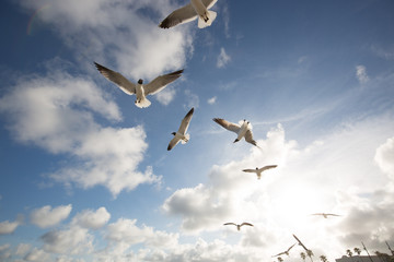 Seagulls at Galveston Texas