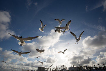 Seagulls at Galveston Texas
