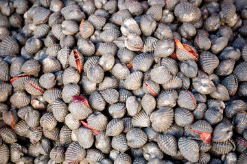 Fresh shellfish blood cockles in the market for sale