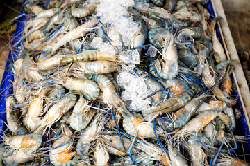 Shrimp in the fresh market
