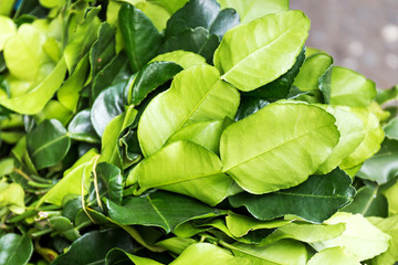 Kaffir lime leaves the market