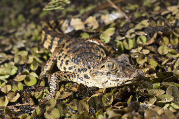 Caiman