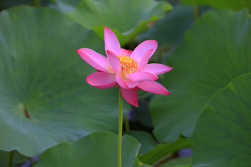 lotus
