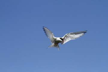 Arctic tern (Sterna Paradisaea) with wings outstretched with blue skies