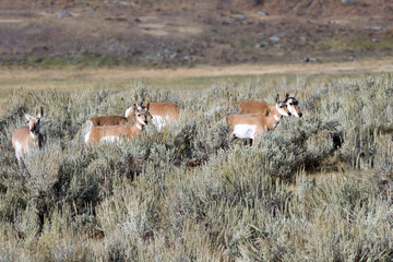 American Pronghorn Antelope