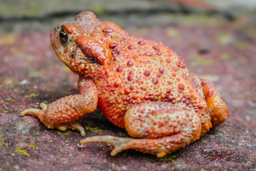 Froggy