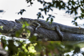 Caiman