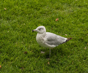 Seagull at the Liberty Island, New York