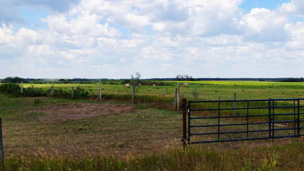 Prairie scrub brush and grassy pasture land and canola field.
