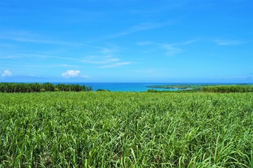 伊良部島・さとうきび畑と海