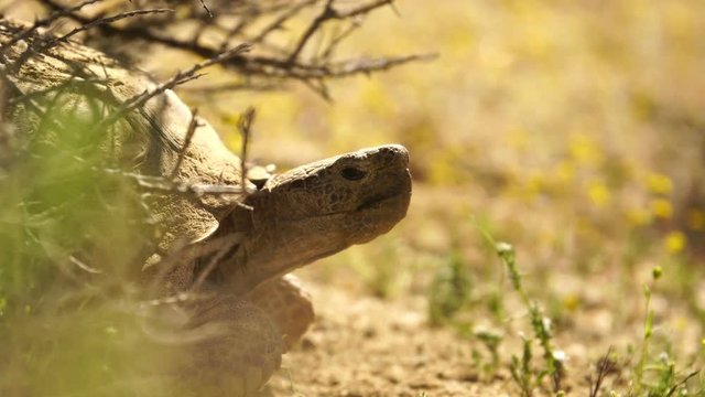 Wild Desert Tortoise Closeup of Gopherus Agassizii in Mojave Desert California