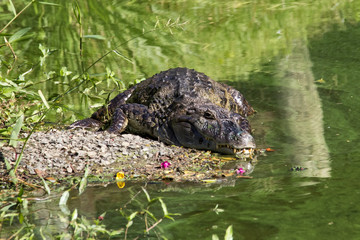 Caiman