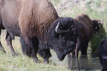American Bison