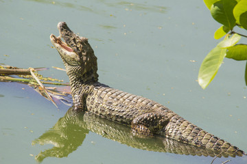 Caiman