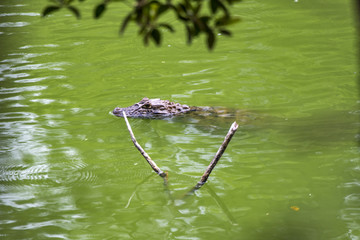Caiman