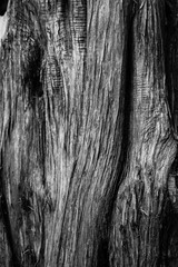 Tree Trunk in Black and White