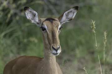 Impala 
