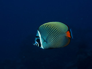 Butterfly fish