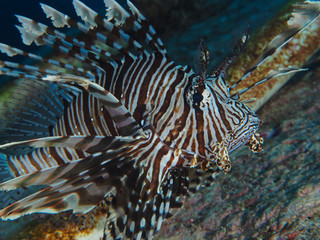 Lion fish