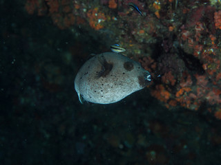 Spotted puffer fish with Bluesteak cleaner wrasse