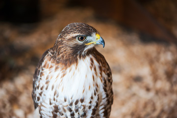 Golden eagle looking at camera in daylight