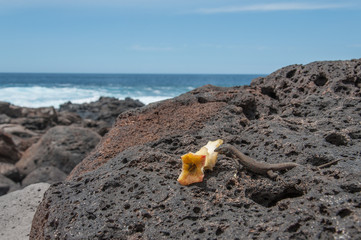 Fototapeta na wymiar Lizard eating an apple core over a black lava rock in a rocky Lanzarote's beach