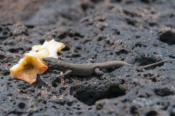 Lizard eating an apple core over a black lava rock