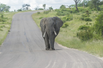 Fototapeta na wymiar African elephant walking towards you on tar road.