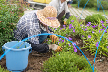 Gardener working in purple flower field in public park.
