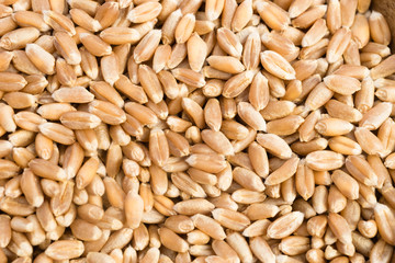 Organic Farro Wheat Whole Grain Dry Food