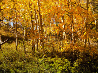 Obraz premium Fall Yellow Apens