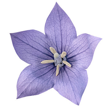 Fototapeta Flower purple bluebell