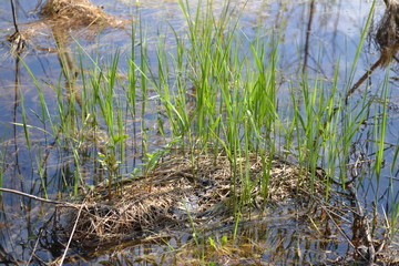 
Grass in the swamp