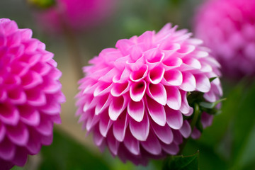 Pink Dahlia