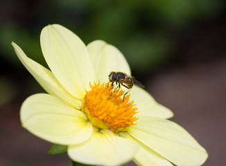 Dahlia and bee